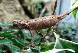 Pygmy chameleon species - Brookesia thieli