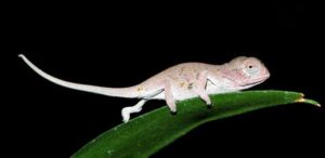 Carpet chameleon baby