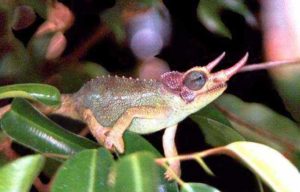 Male Meru Jacksons chameleon species