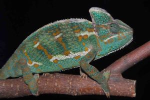 Female Veiled chameleon