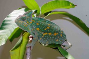 Receptive female Veiled chameleon