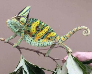 Male Veiled chameleon