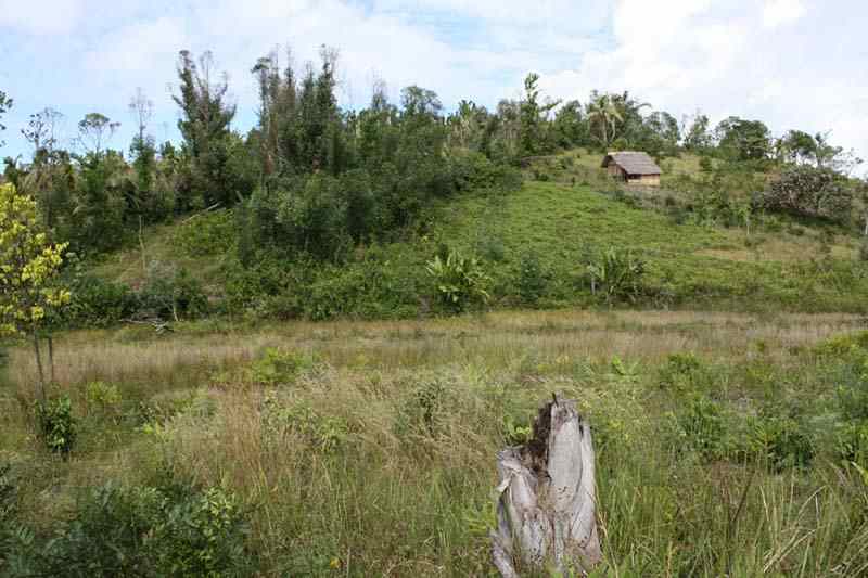 Typical Panther chameleon locality