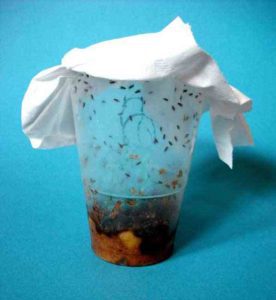 Fruit flies breeding colony