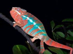 contact me about panther chameleons