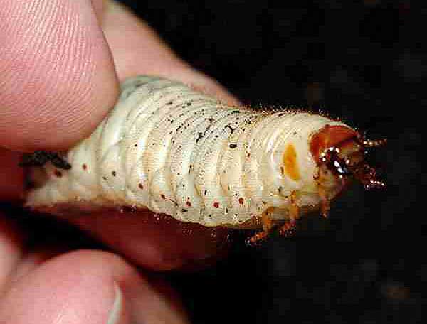 Beetles as food for chameleons - a grub