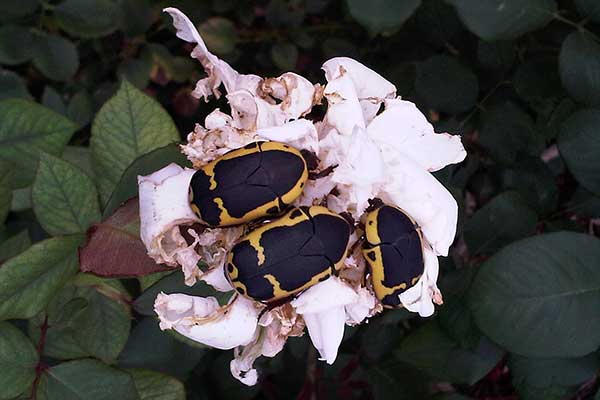 Pachnoda beetles on roses