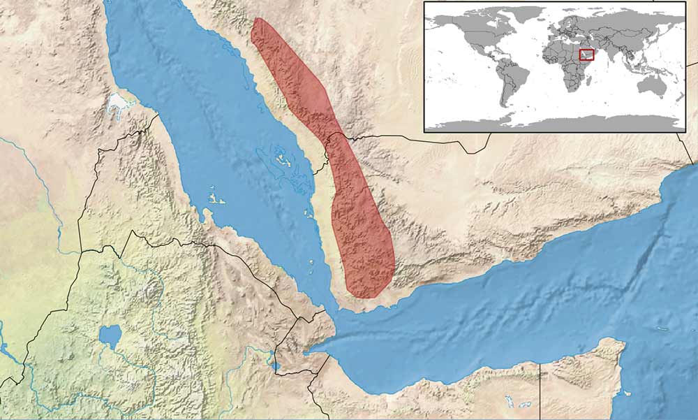 The Distribution of Veiled Chameleons in the wild.