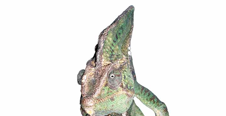 Metabolic Bone Disease in chameleons - a bent casque in a Veiled chameleon