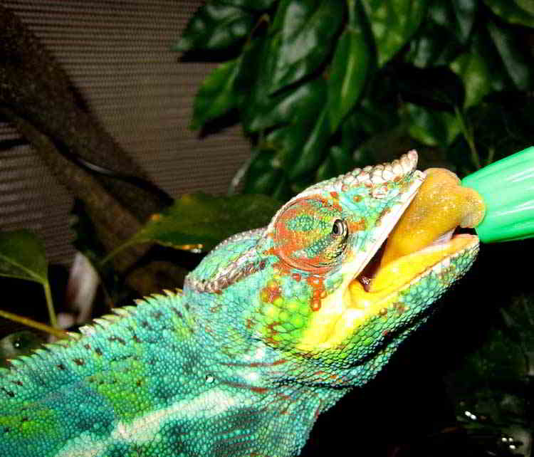 water for chameleons from a spray